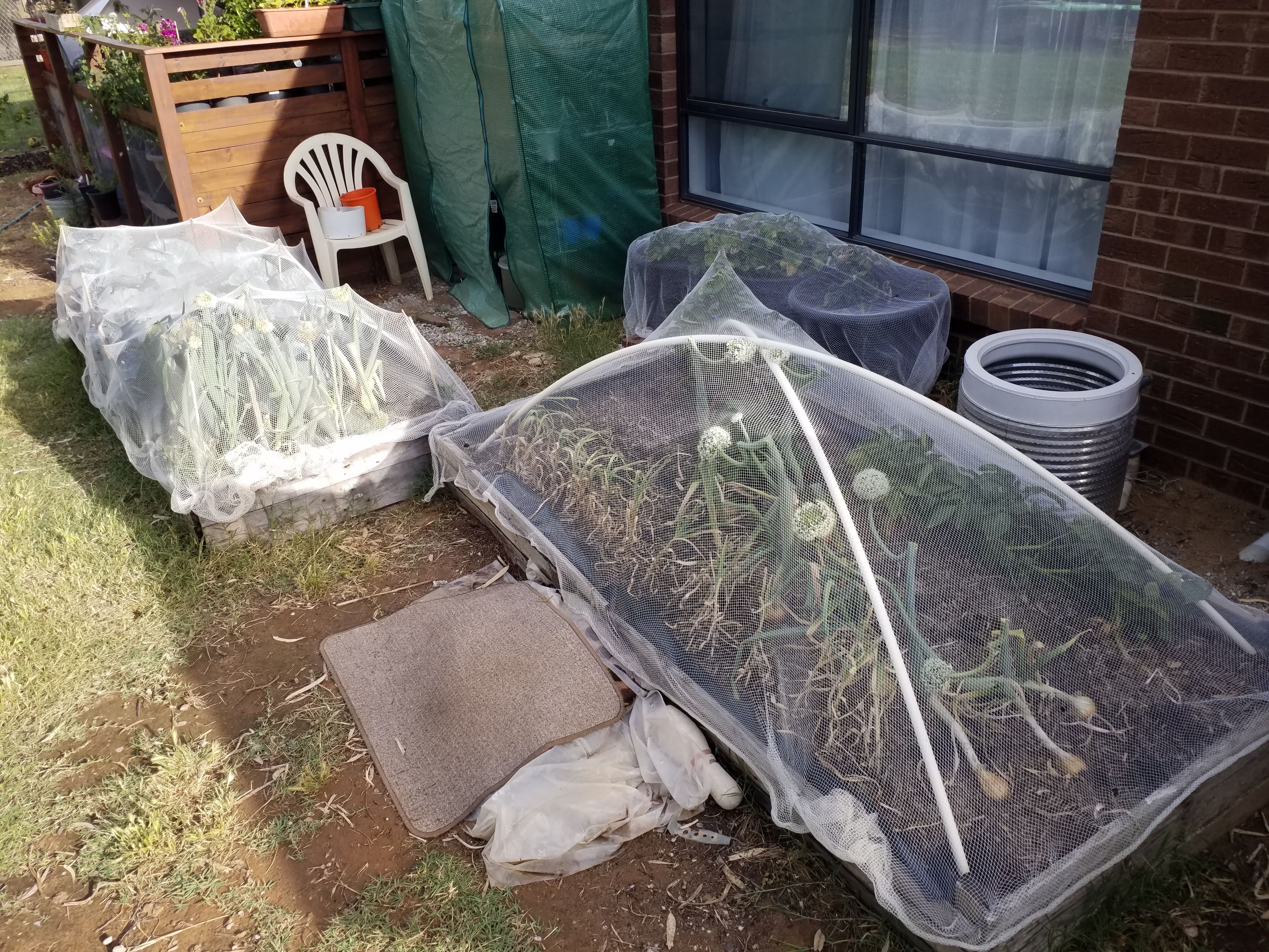 How I protect garden plants from chicken... Bunnings community