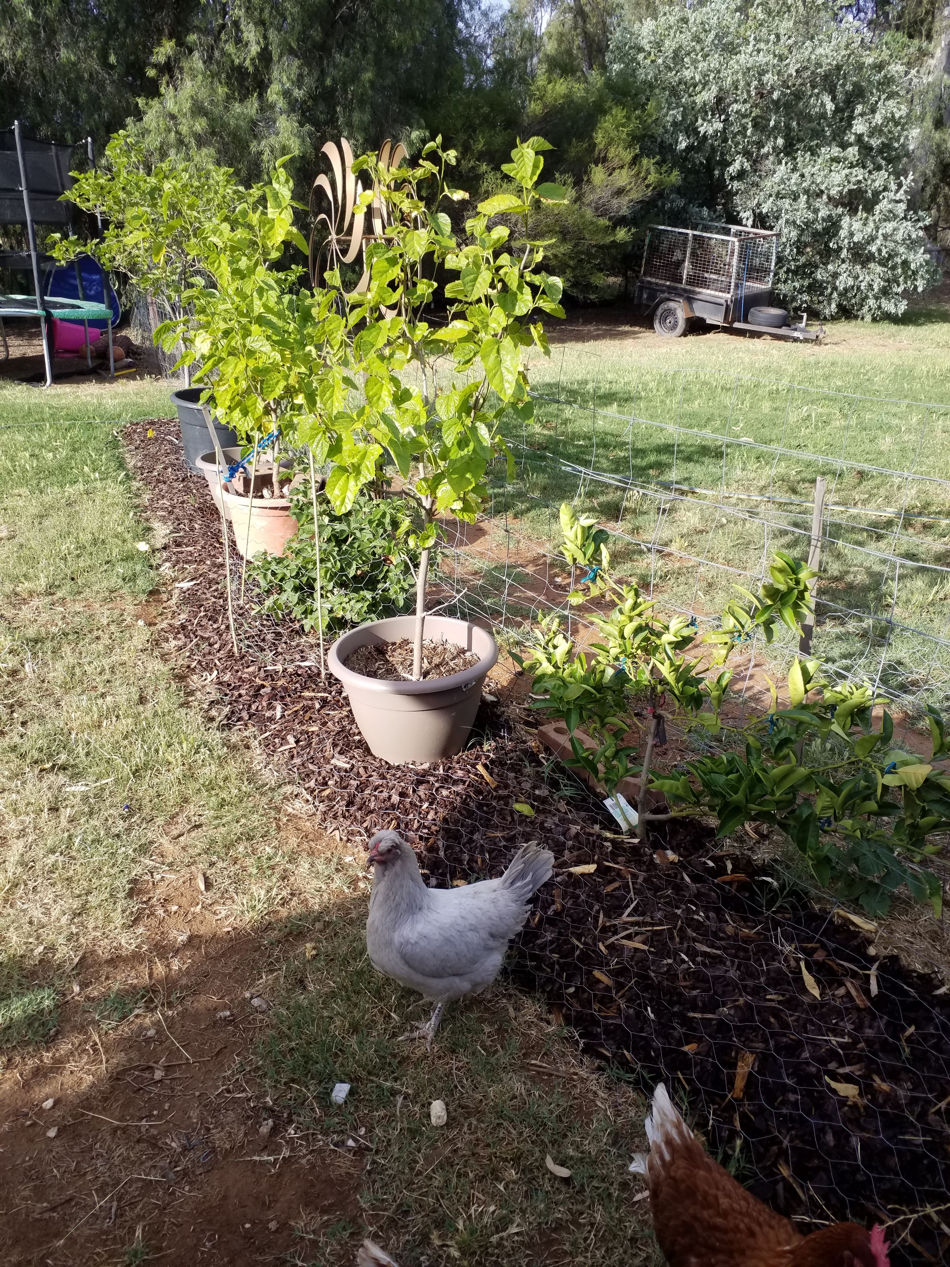 How I protect garden plants from chicken... Bunnings community