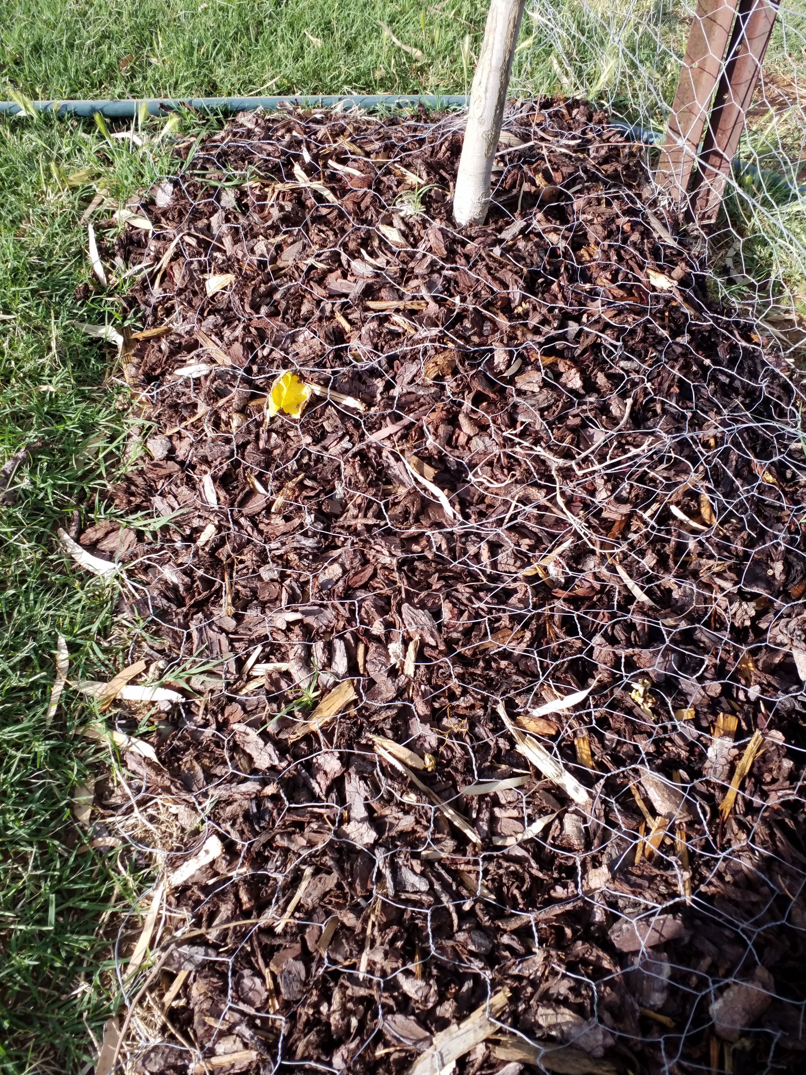 How I protect garden plants from chicken... Bunnings community