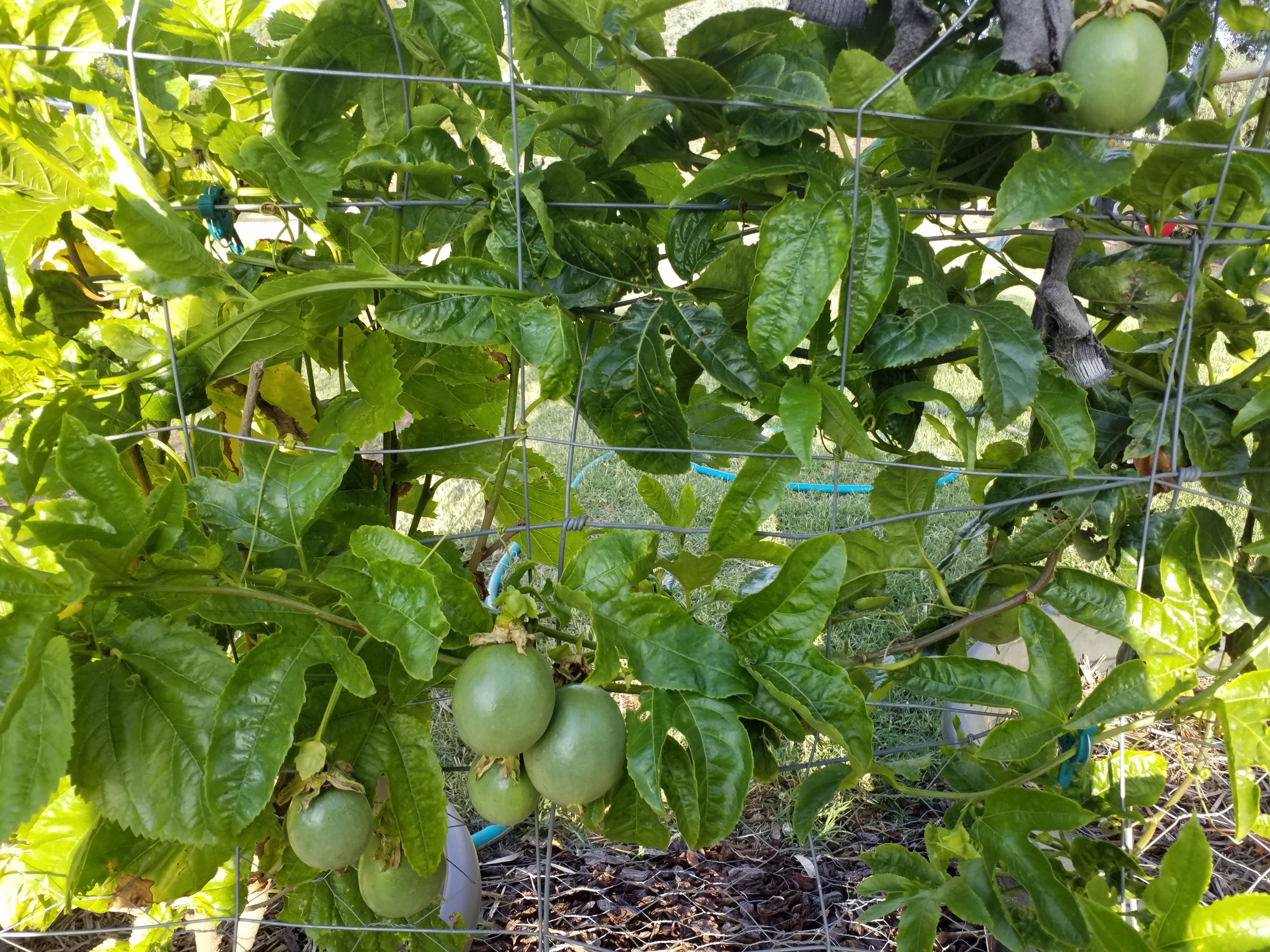 Solved Tips for growing passionfruit Page 3 Bunnings