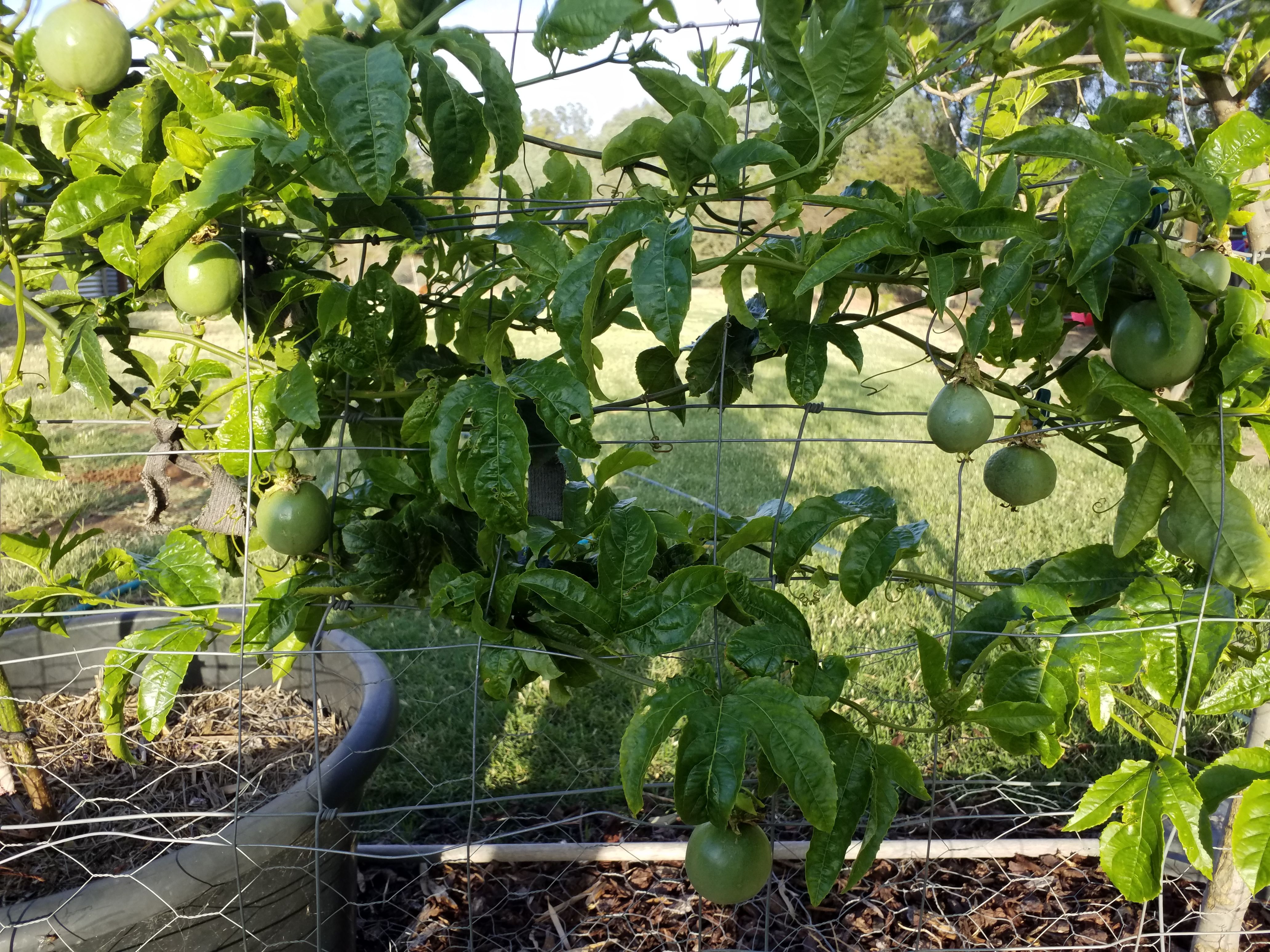 Solved Tips for growing passionfruit Page 4 Bunnings