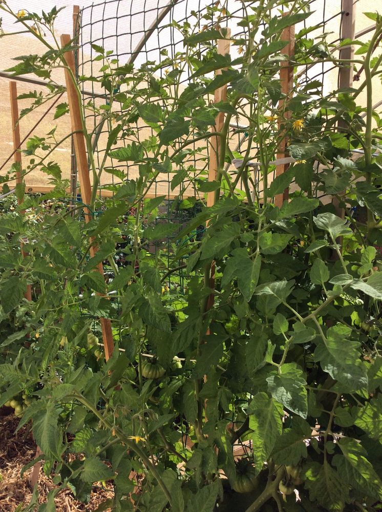 Variety - Genuwine its Huge