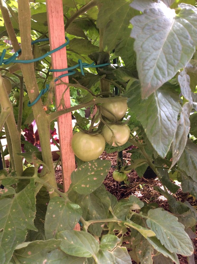 Variety - Grafted Appollo