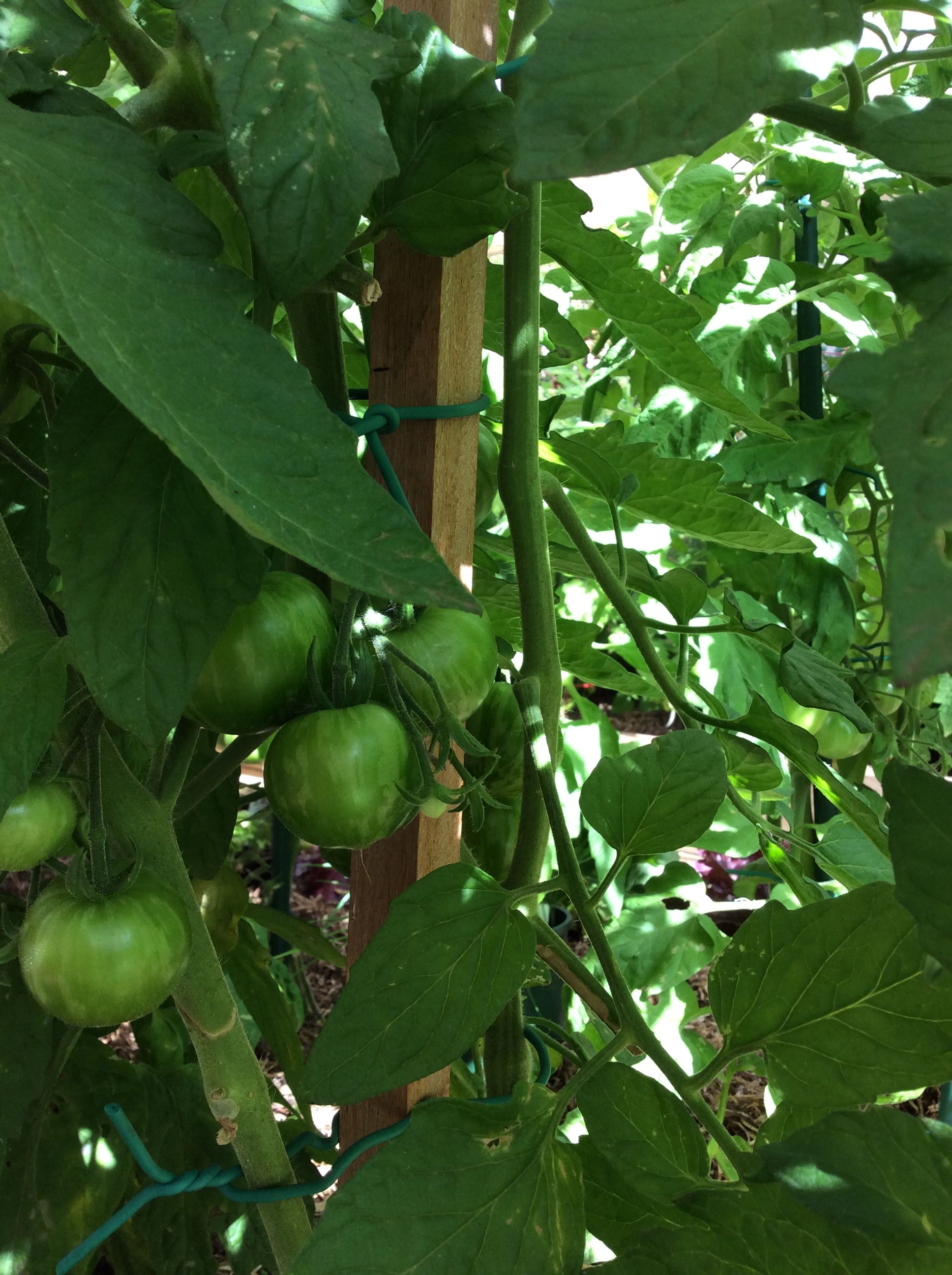 best summer vegetables - growing tomatoe... bunnings
