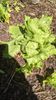Lettuce