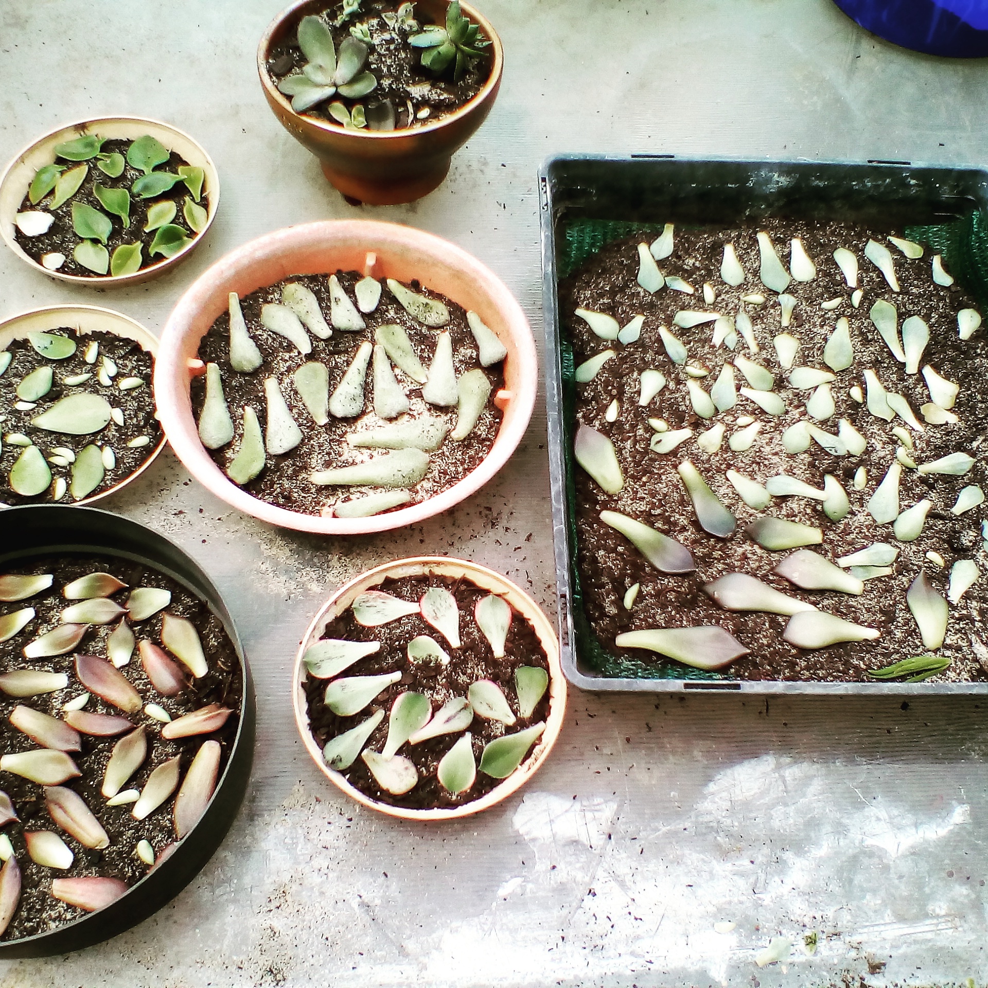 Look, it's a 1000 piece 3D jigsaw puzzle... Bunnings community