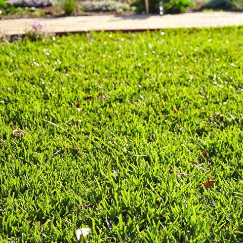 7.1 Feed your lawn regularly.jpg