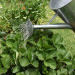 5.2 Applying liquid fertiliser.jpg