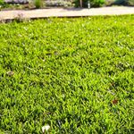 7.1 Feed your lawn regularly.jpg