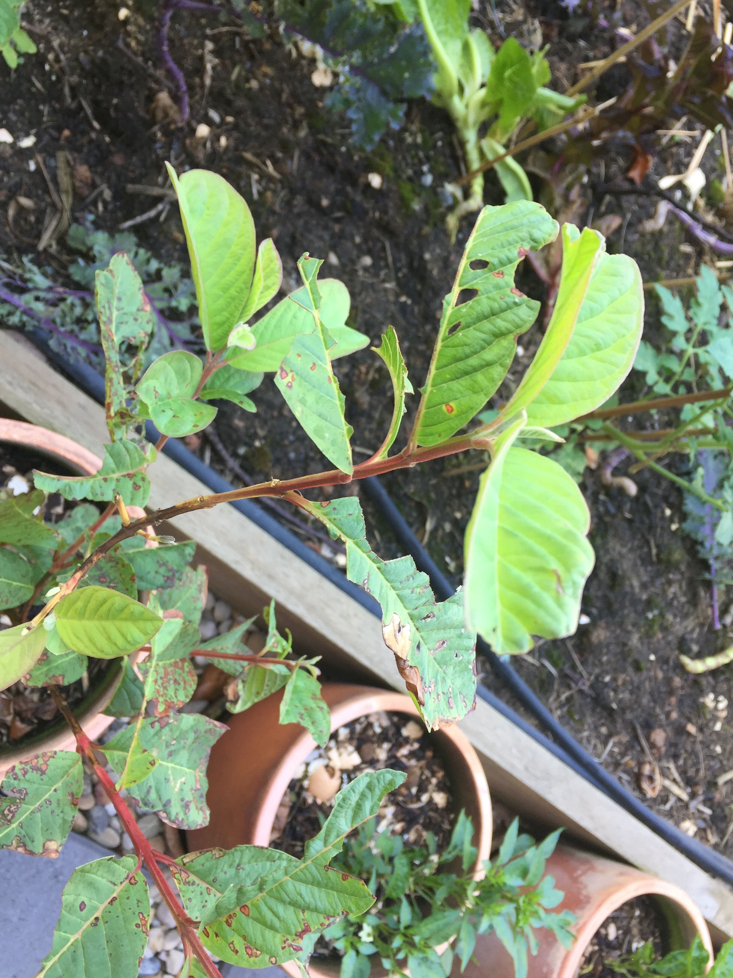 How to stop bugs eating the leaves of my... Bunnings community