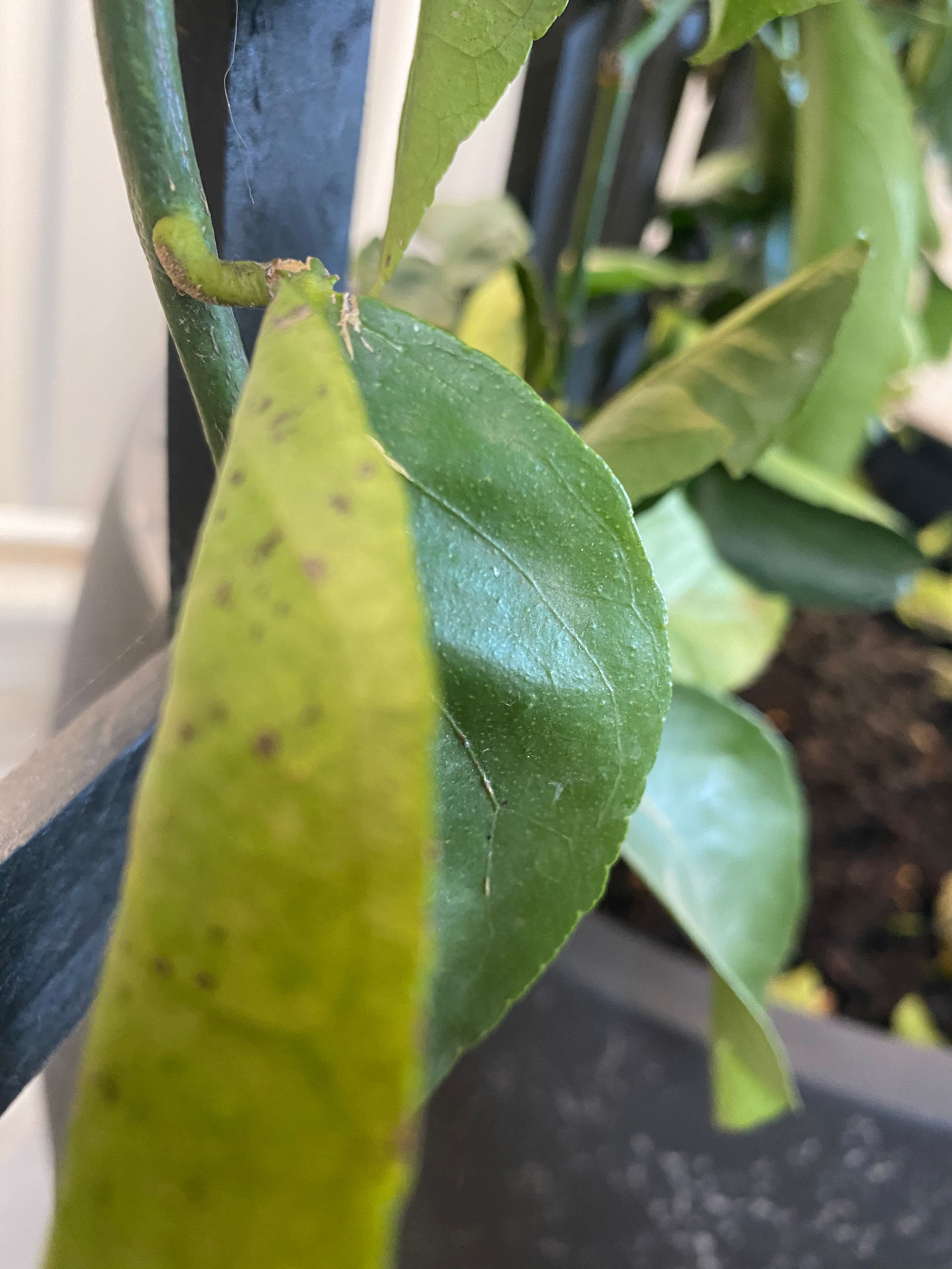 Lime Tree Worry Bunnings community