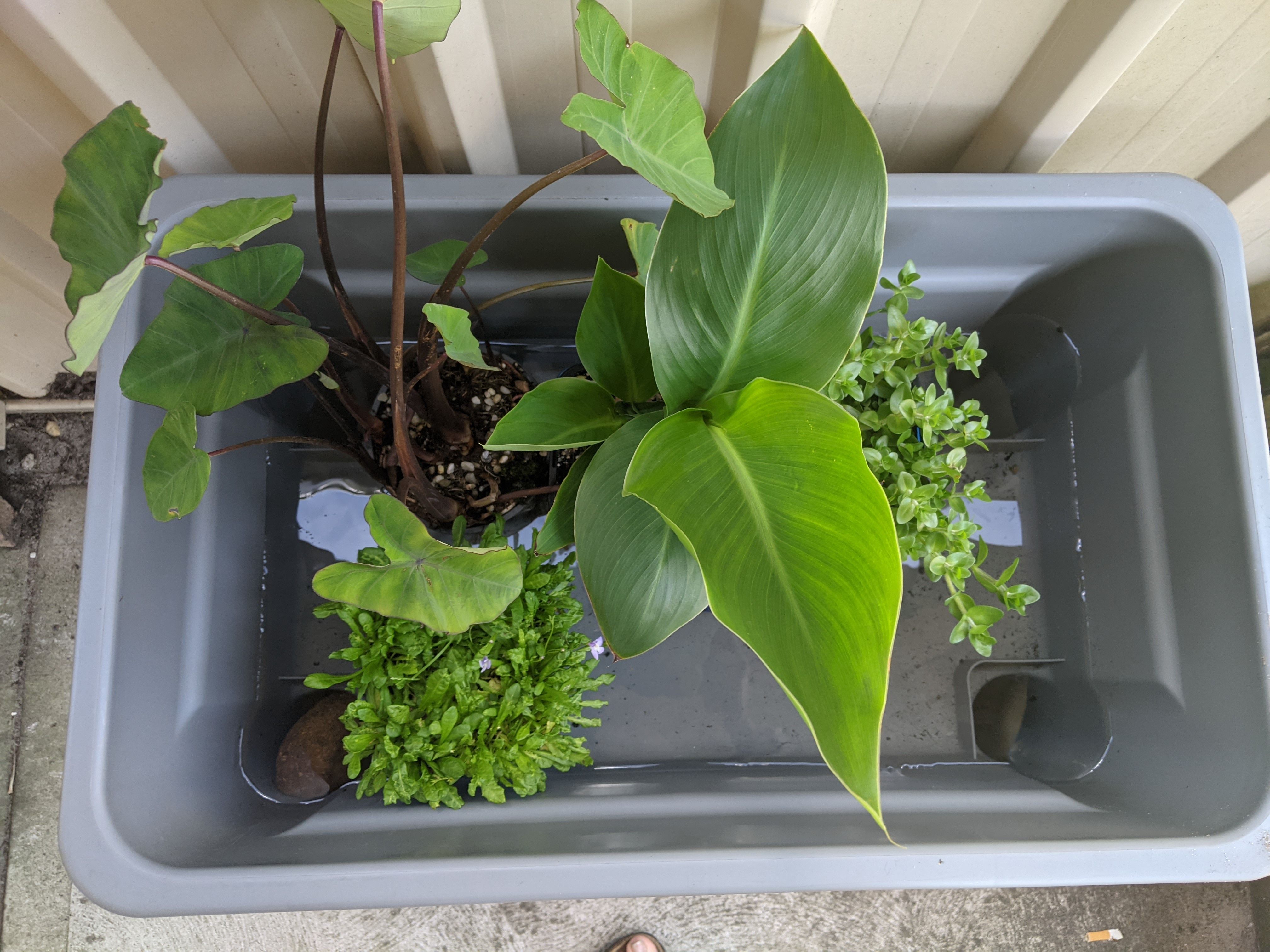 Make a frog pot Bunnings community