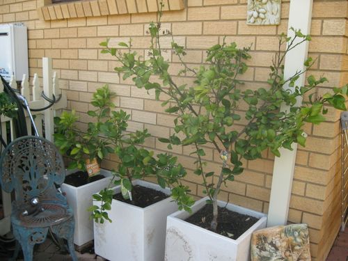 Dwarf Citrus Trees
