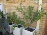 Dwarf Citrus Trees