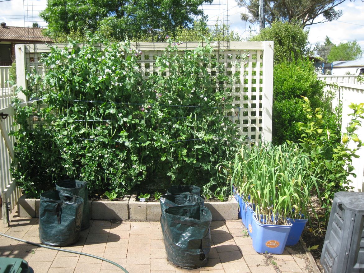Snow Peas, Garlic & Potato Bags