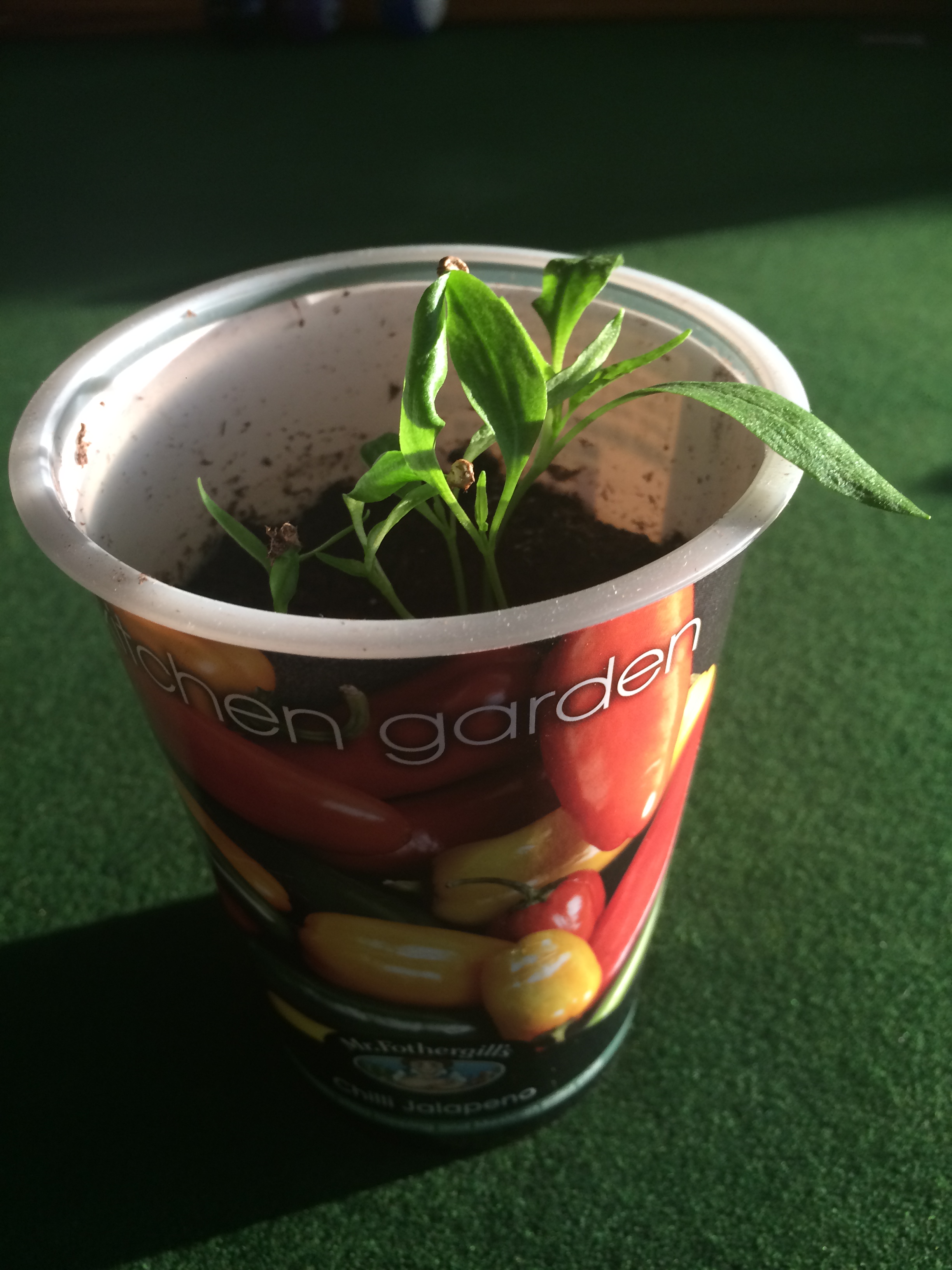 Solved Growing and caring for chilli plants Page 10 Bunnings