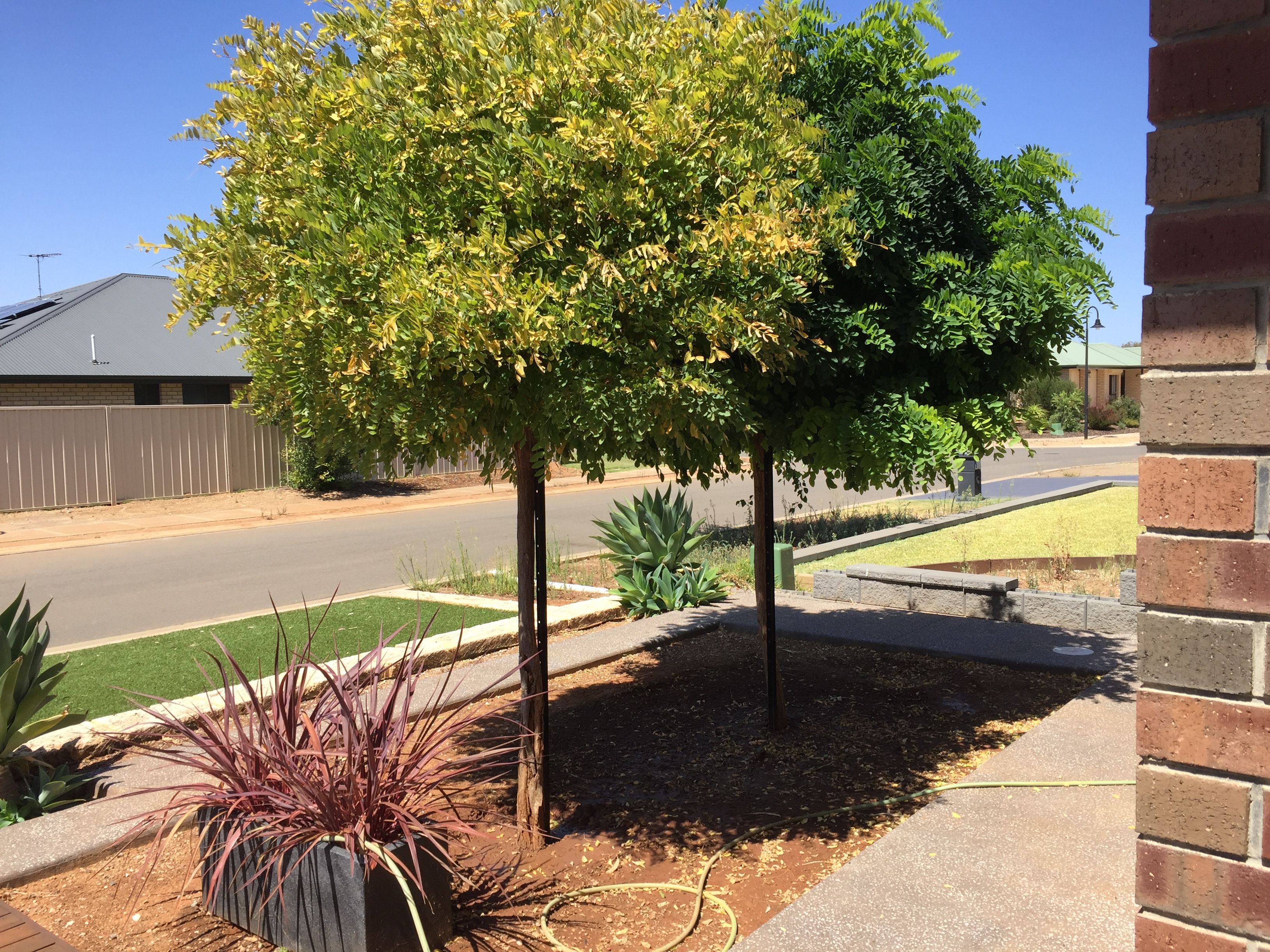 Sick mop top tree Bunnings community