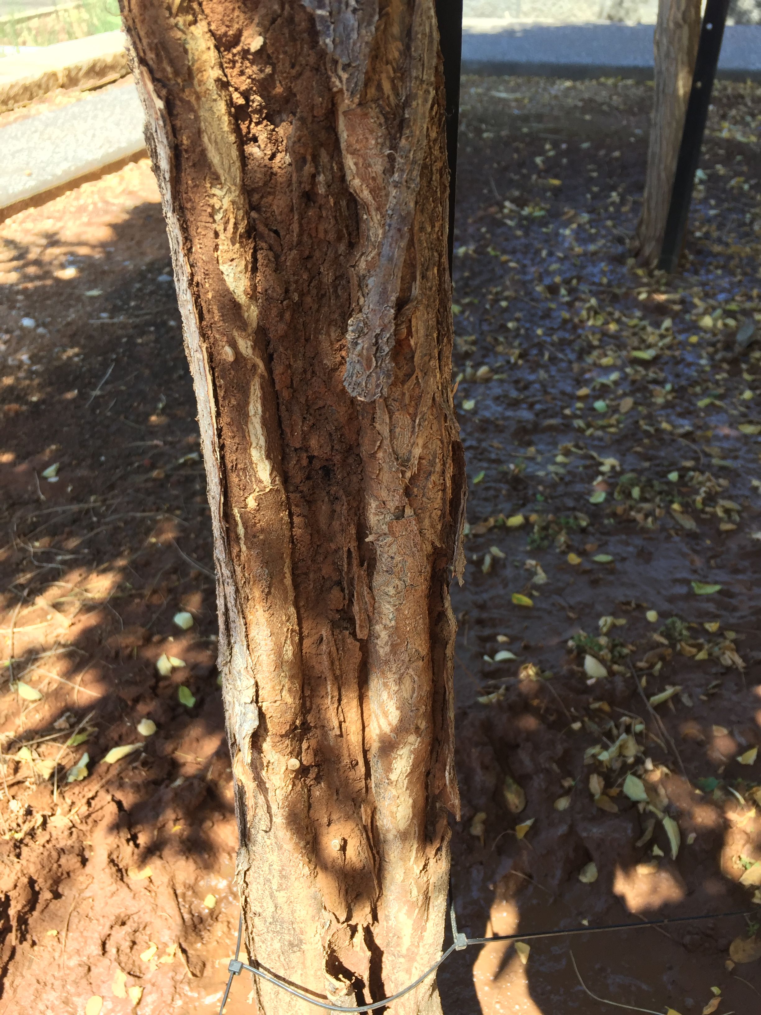 Sick mop top tree Bunnings community