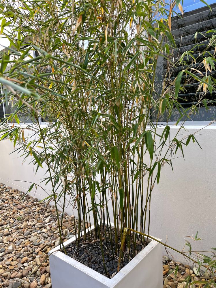 Bamboo1.jpg