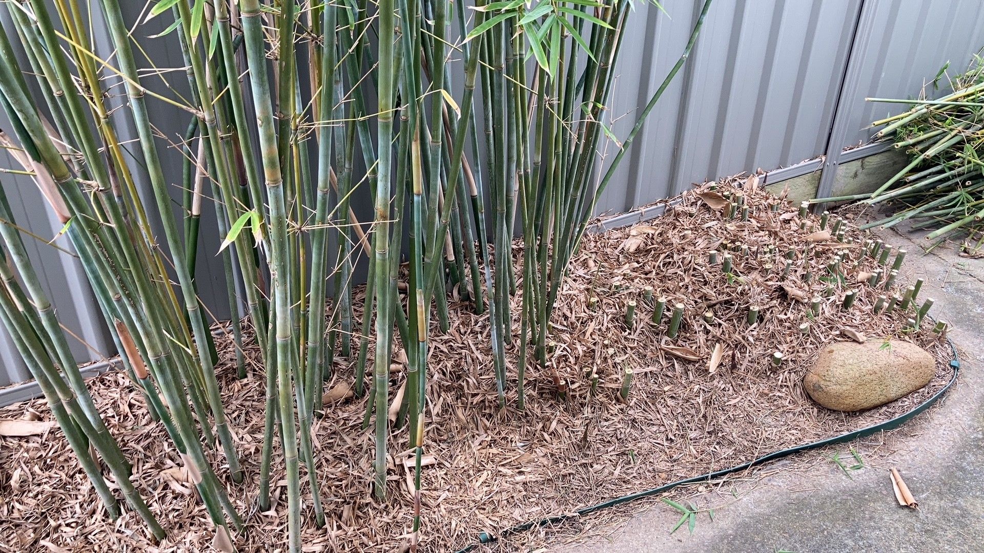 Solved How to completely remove bamboo from yar... Bunnings