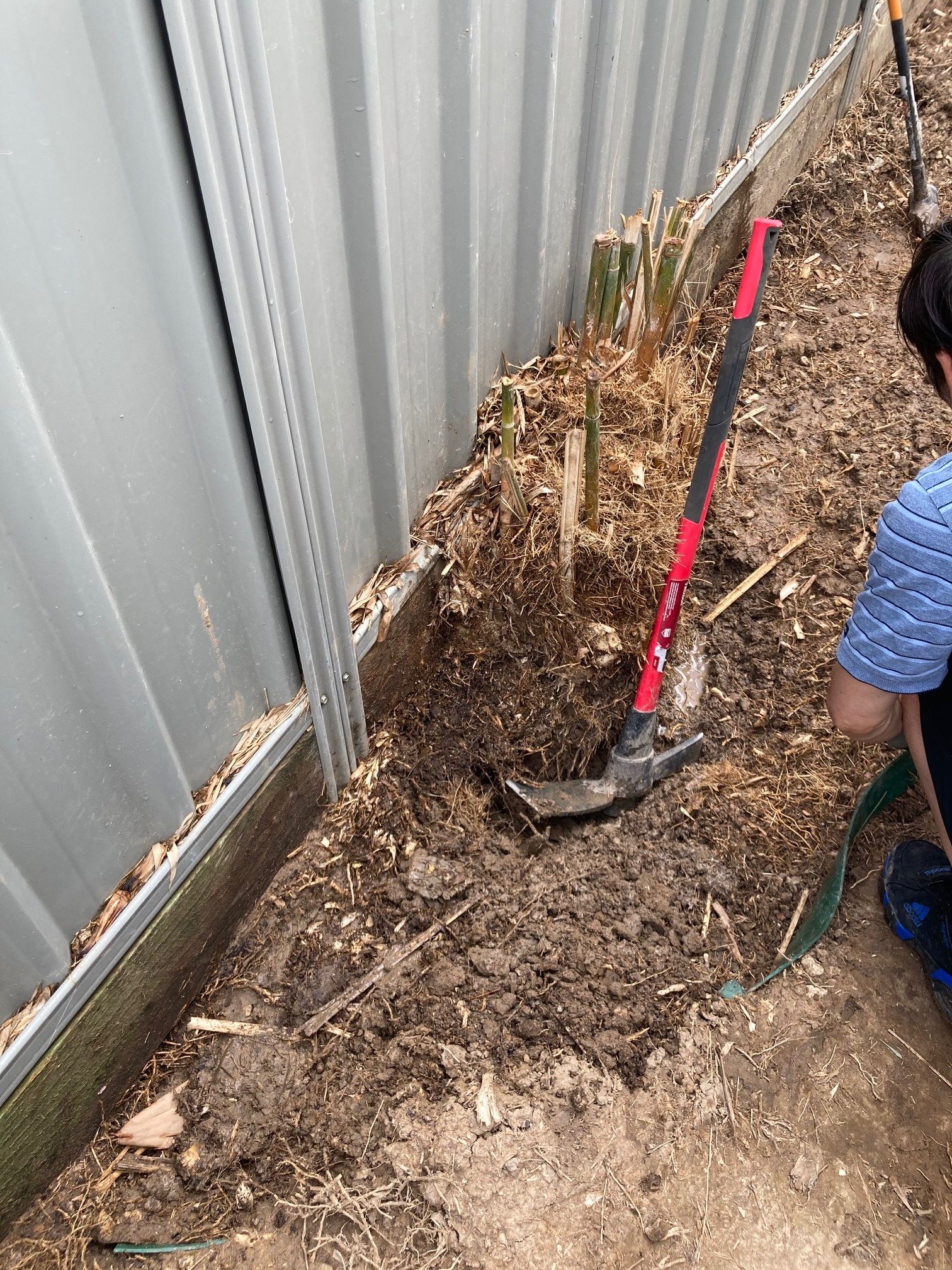 Solved How to completely remove bamboo from yar... Bunnings
