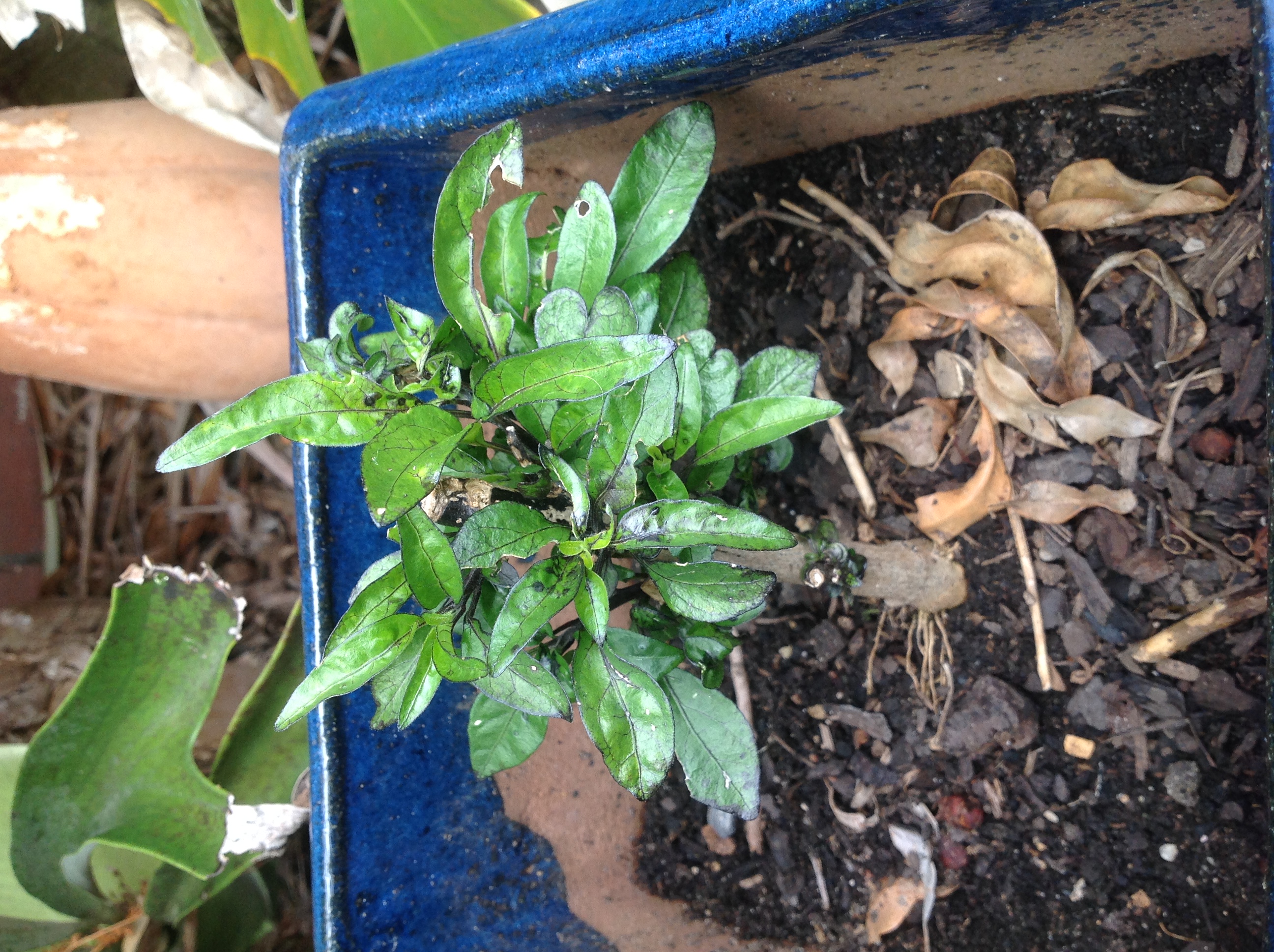 Solved Growing and caring for chilli plants Page 3 Bunnings