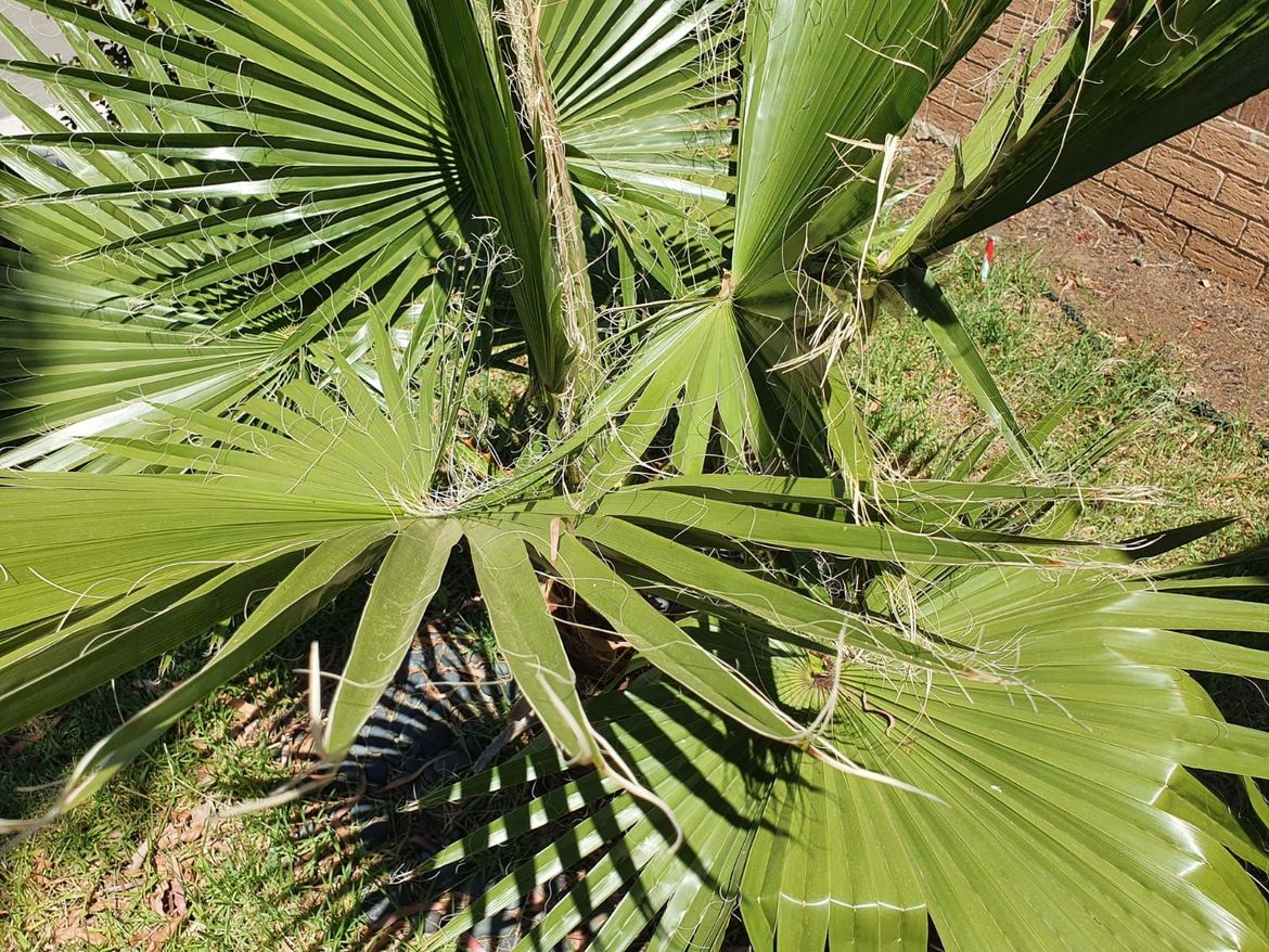 Palm tree -2.jpg
