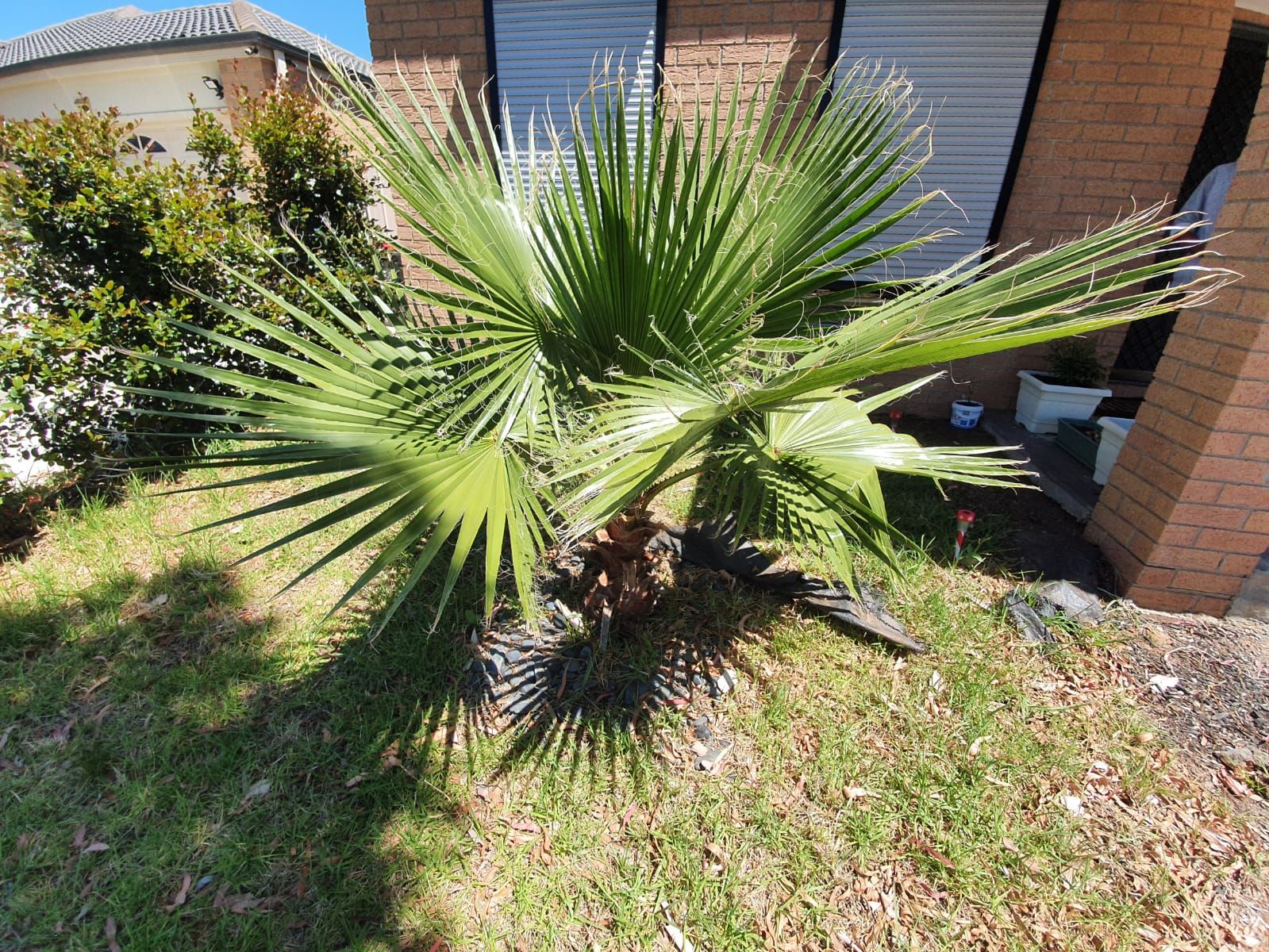 Solved Why are my palm leaves getting shredded? Bunnings