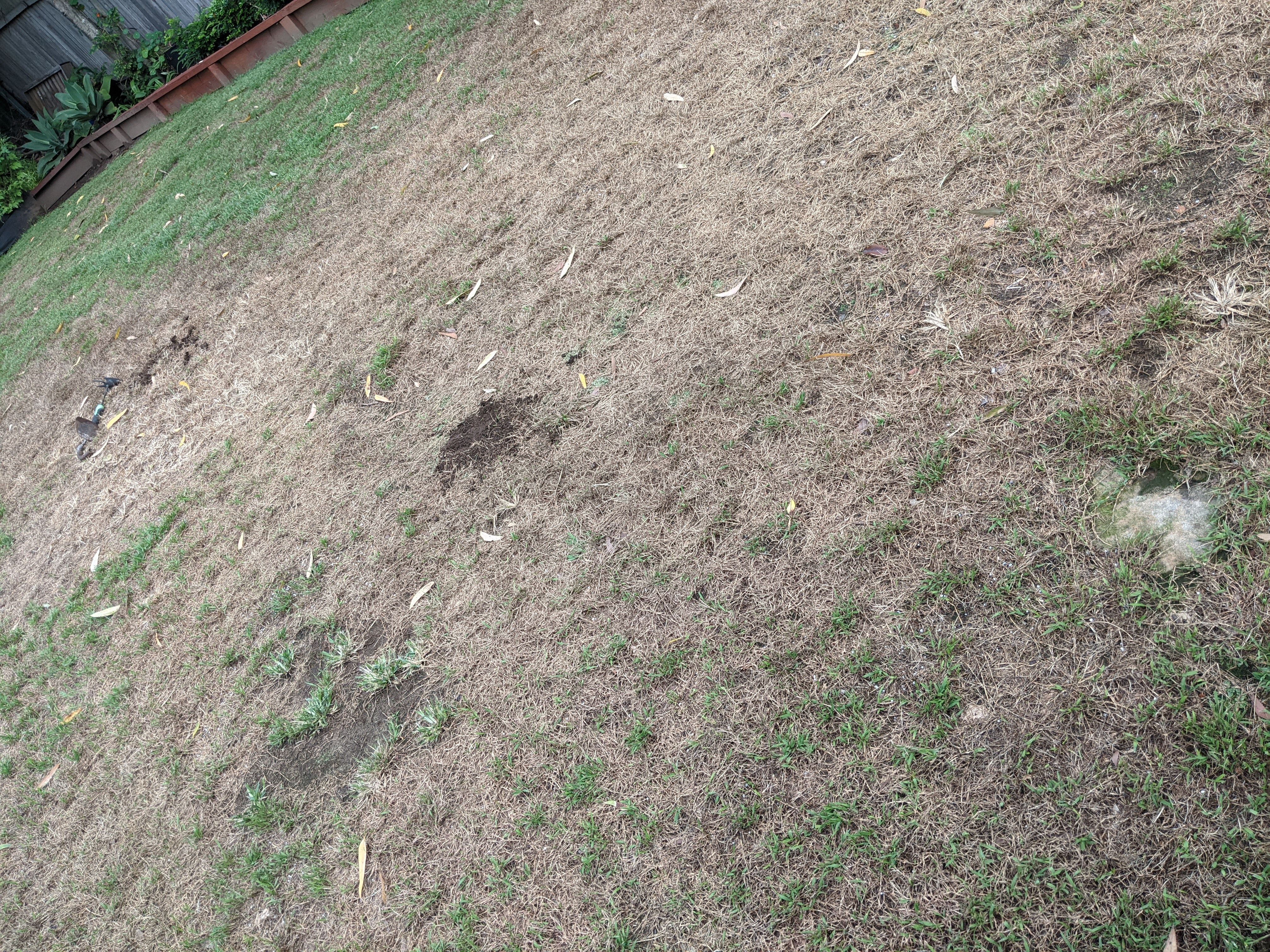 How To Improve Lawn With Brown Patches Bunnings Workshop Community