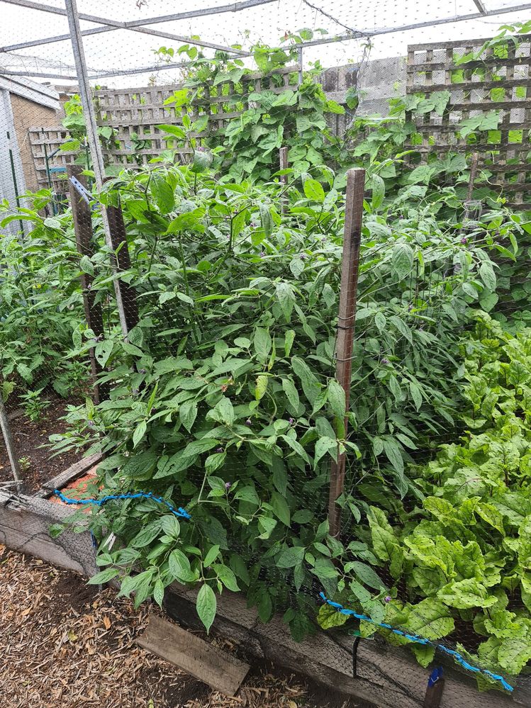 Now thriving with plenty of fruit