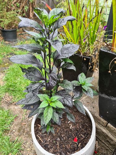 The new self sown plant