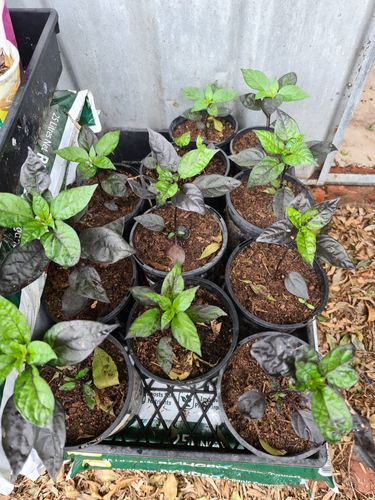 Some more seedlings