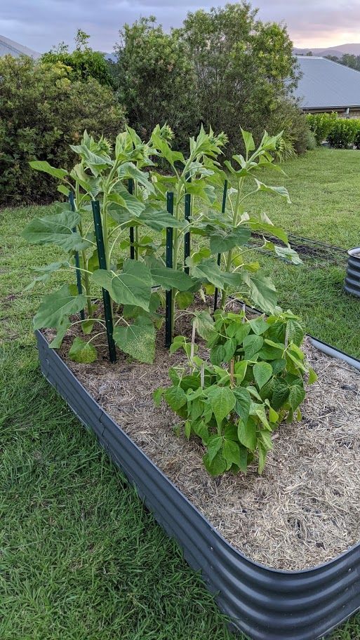 Low Birdies, tall Plants