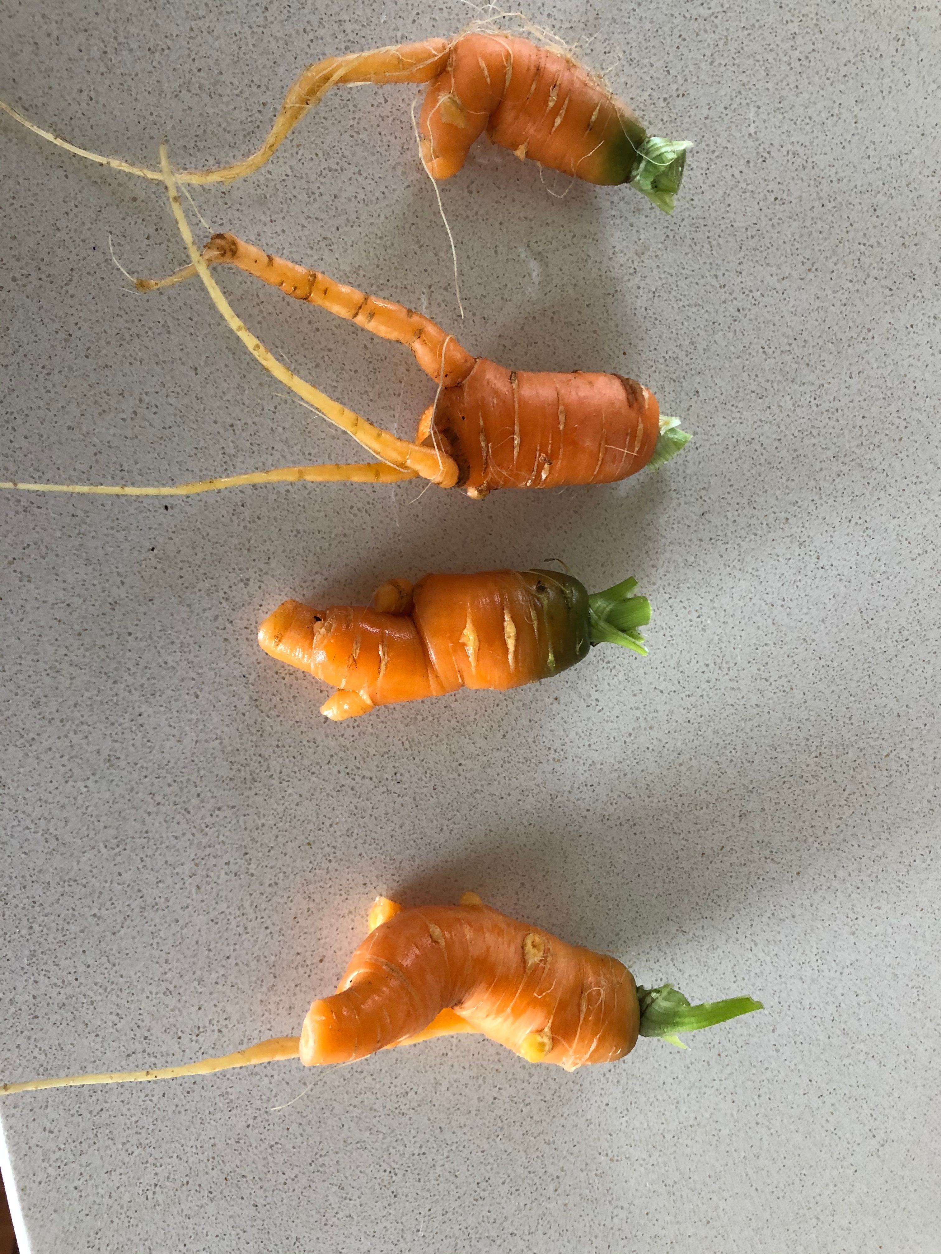 Solved How to grow straight carrots in raised g... Bunnings