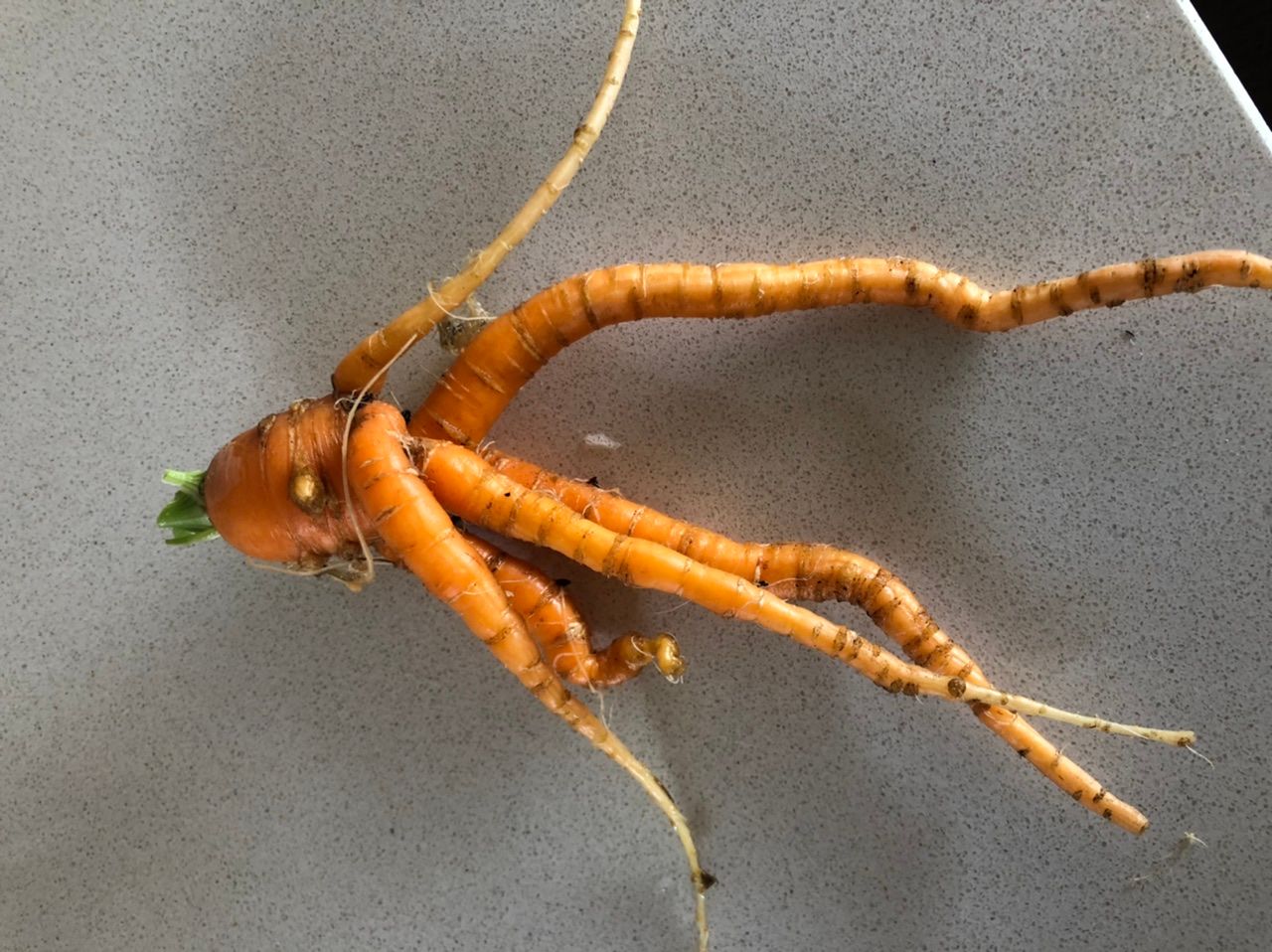 Solved How to grow straight carrots in raised g... Bunnings