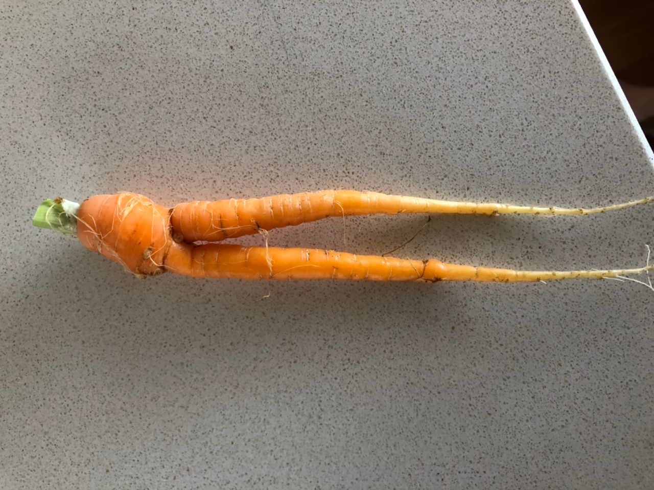 Solved How to grow straight carrots in raised g... Bunnings