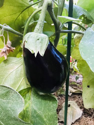 A whopper eggplant