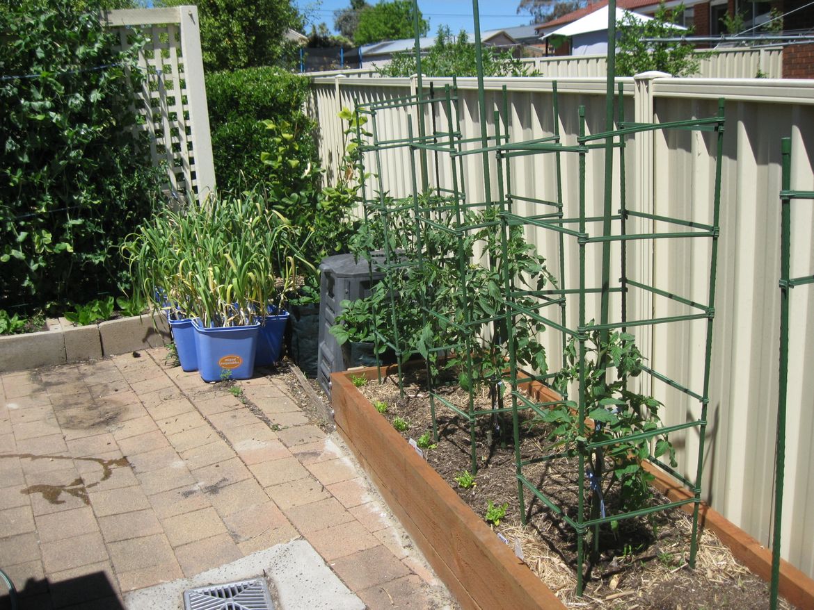 Apollo, Mighty Red & Grosse Lisse Tomatoes