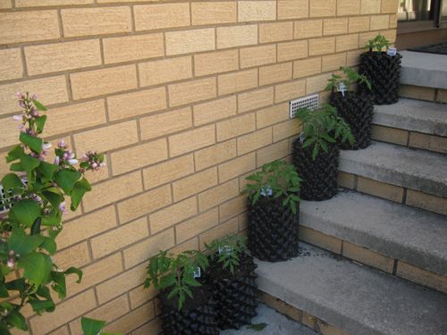 Grosse Lisse Tomatoes