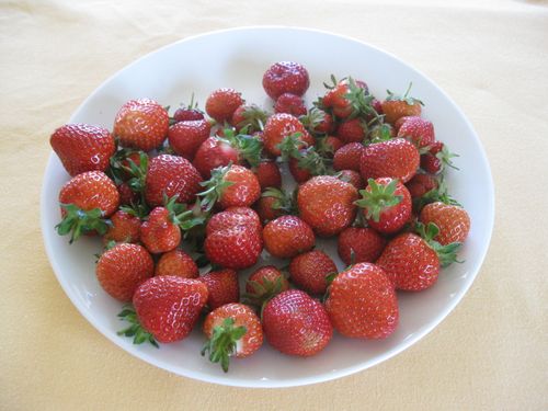 First Strawberries for 2016/2017