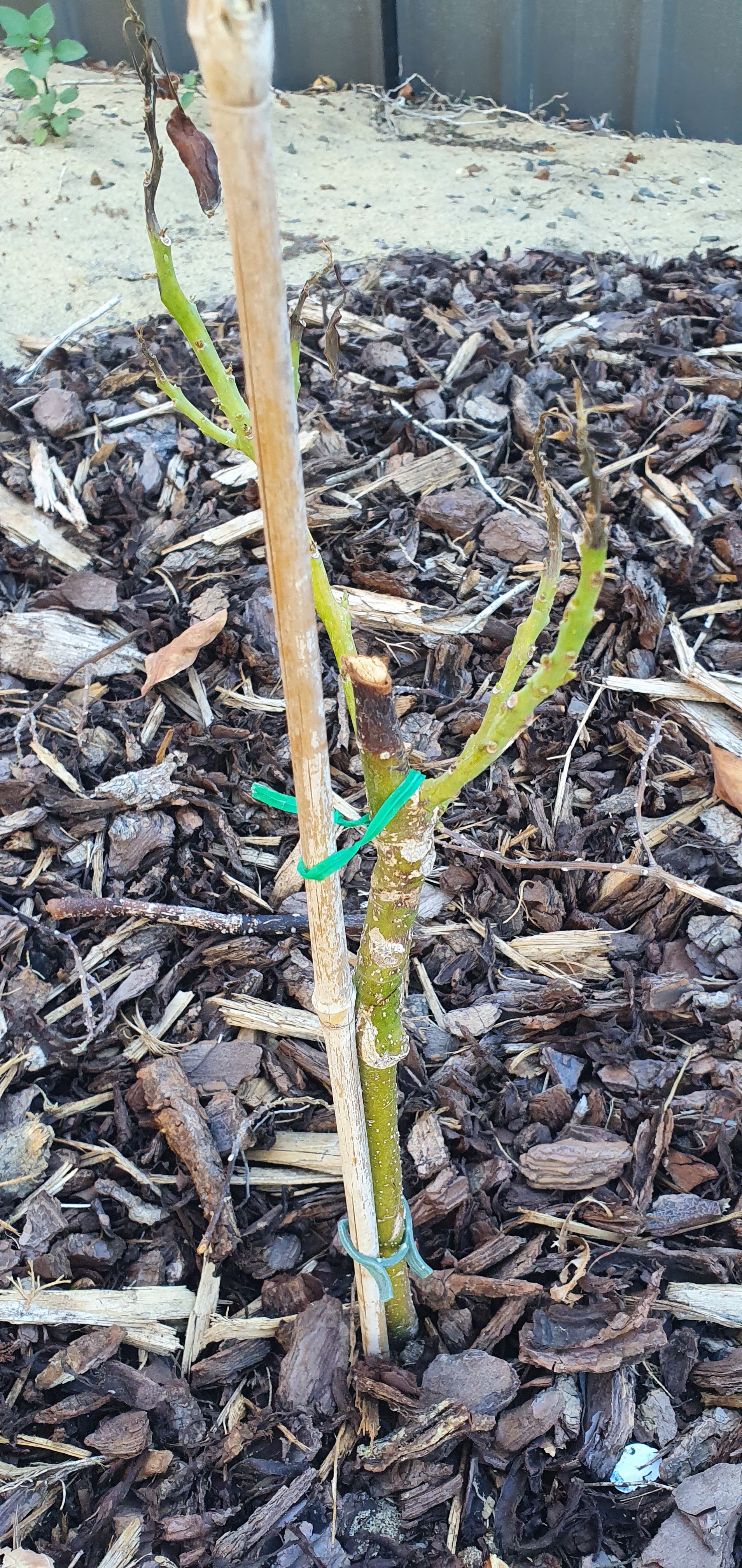 Avocado tree turning black Bunnings community