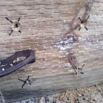 3.1 Predrilling and countersinking base board.jpg