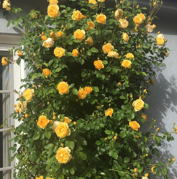 Show off your roses Bunnings community