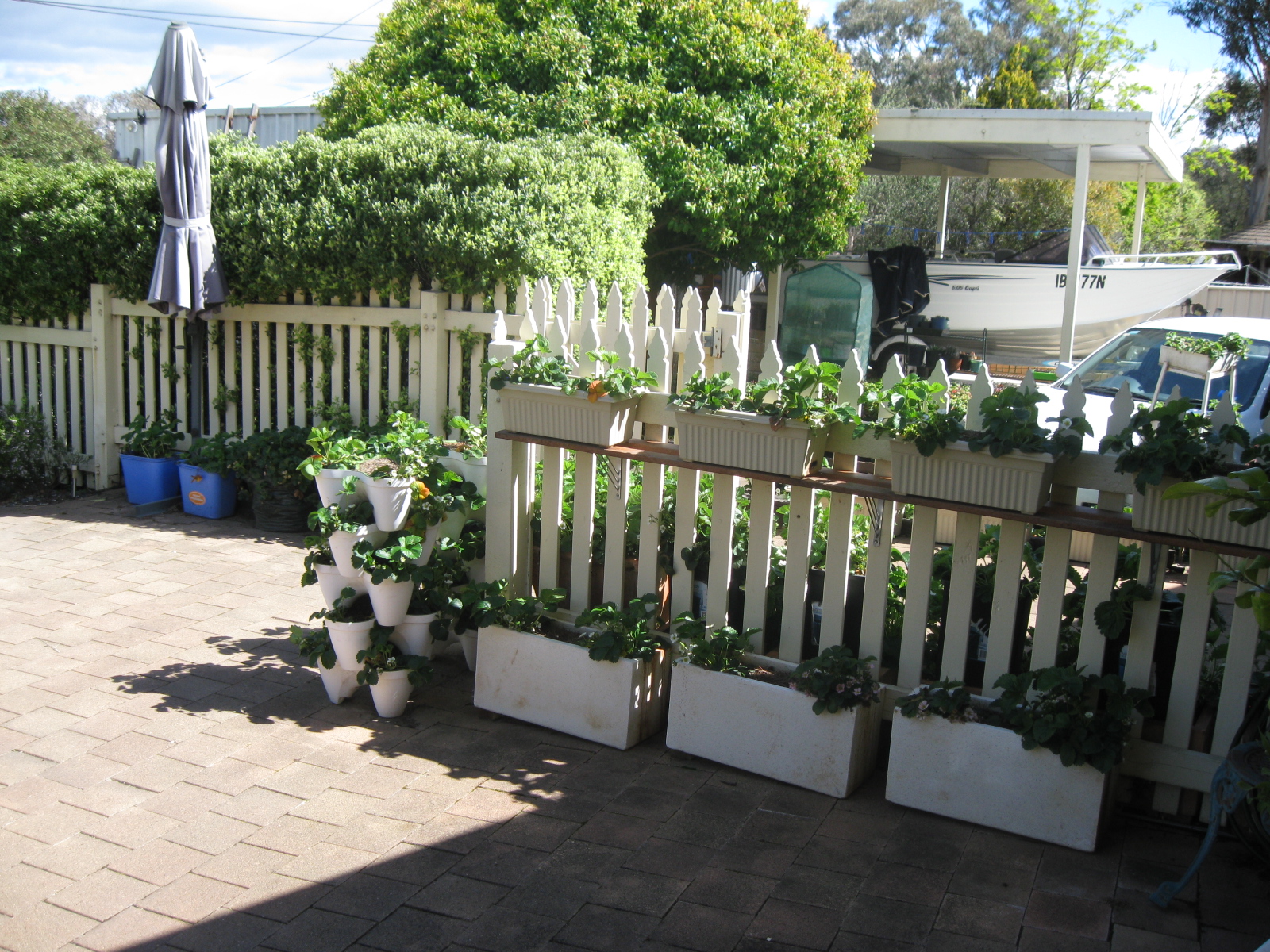 Growing strawberries Bunnings community