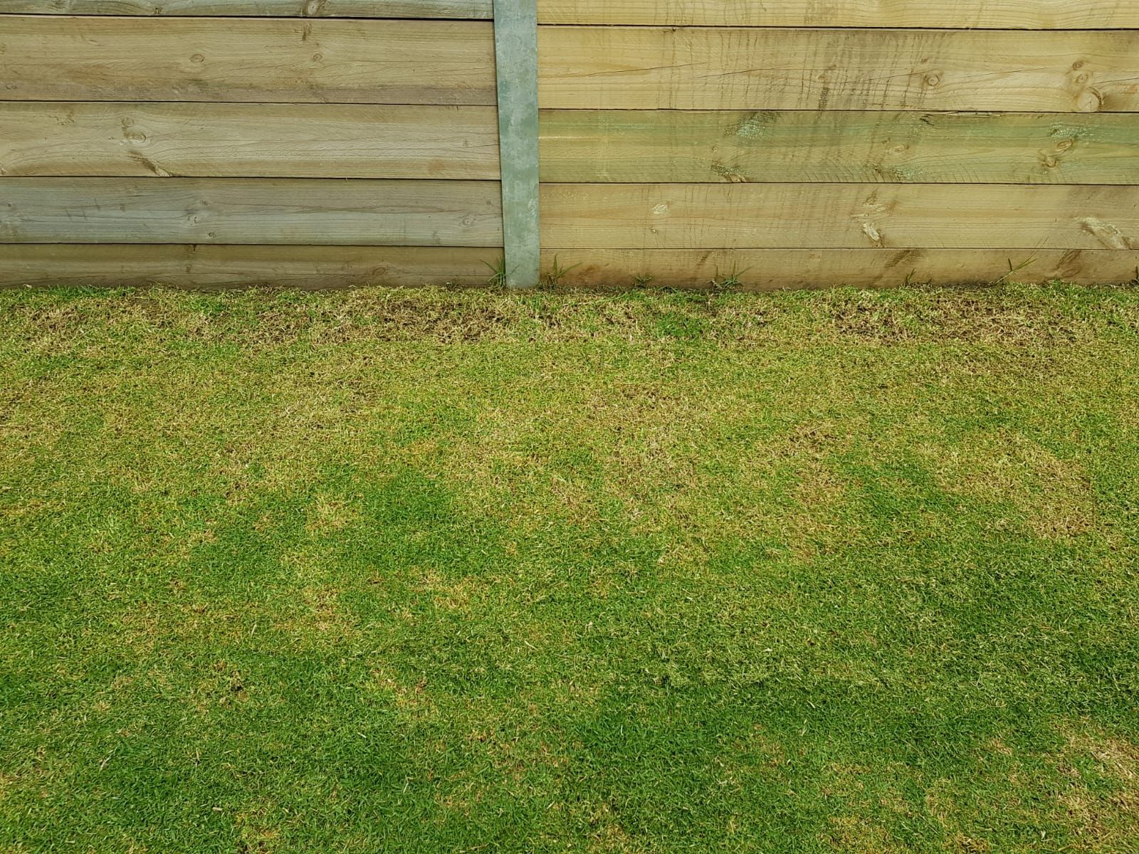 Kikuyu lawn not green after mowing Bunnings community