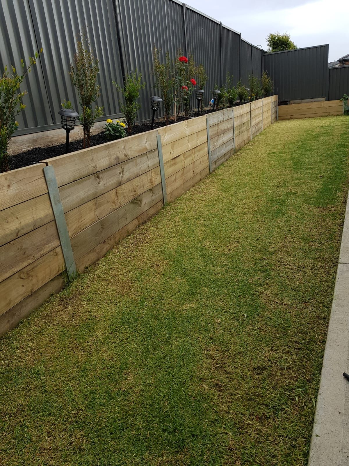 Kikuyu lawn not green after mowing Bunnings community