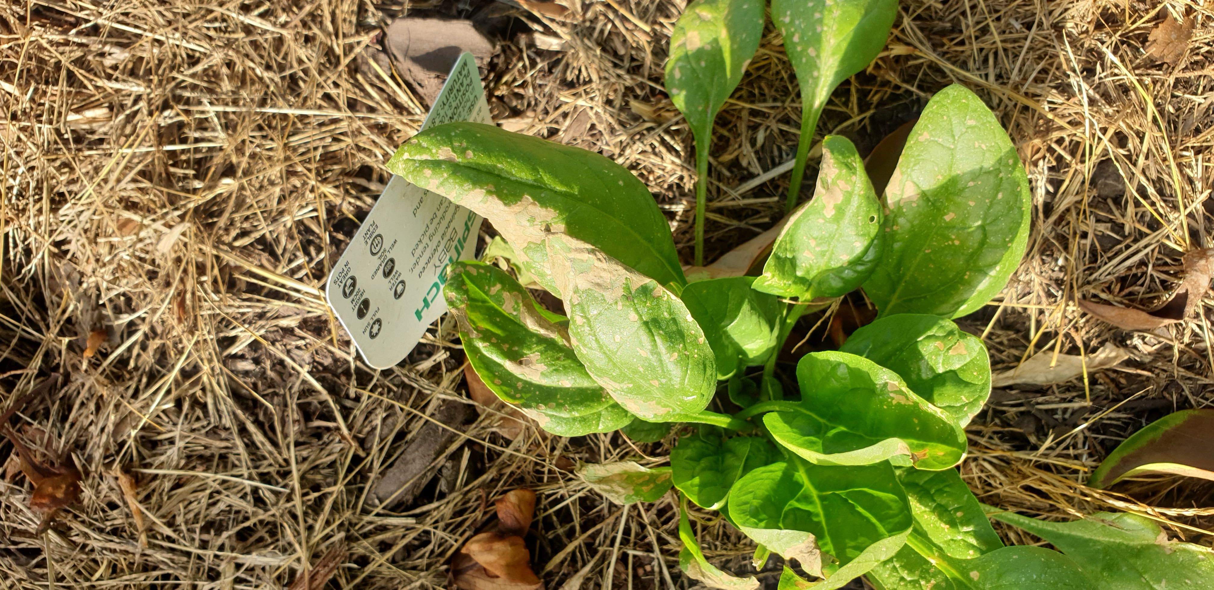 Solved Brown spinach leaves Bunnings community