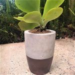 4.5 Pot completed.jpg