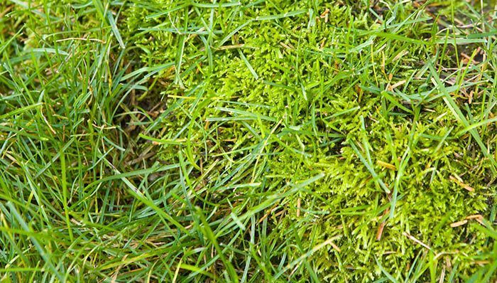 ht_how-to-get-rid-of-moss-in-lawns-hero.jpg
