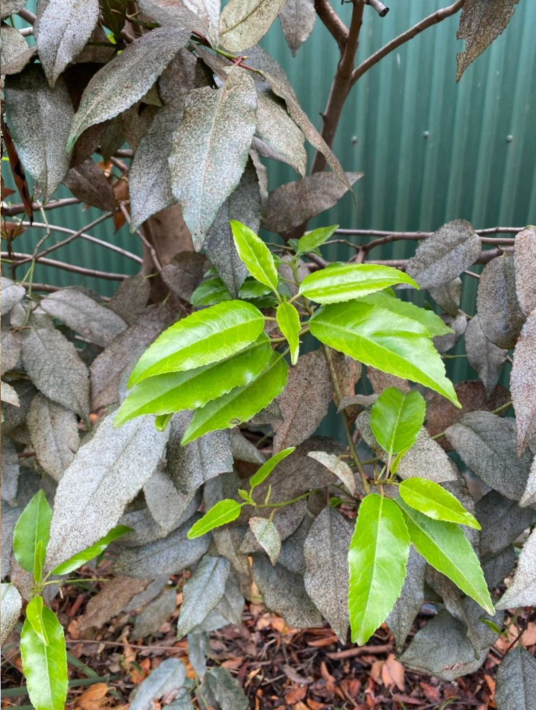 Treatment for sick Lilly Pilly? Bunnings community